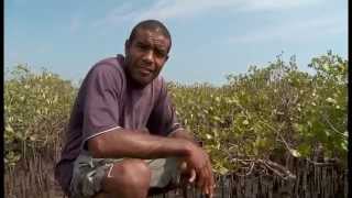 Les coulisses de la science - La mangrove