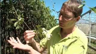 Documentaire Les coulisses de la science – Les plantes ornementales de Nouvelle-Calédonie