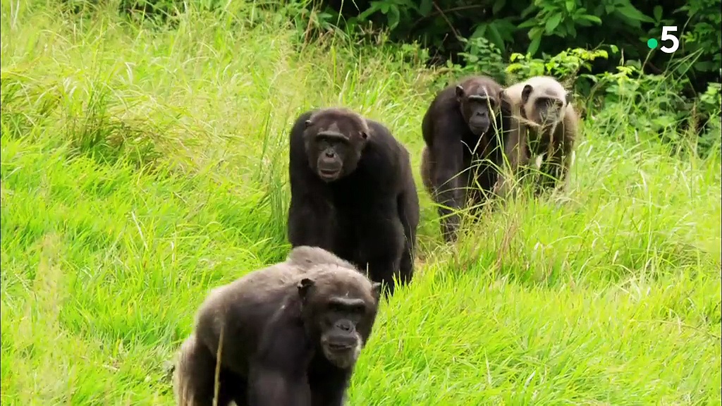 Documentaire Nature sauvage du Congo