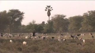 Sénégal, la route des comptoirs