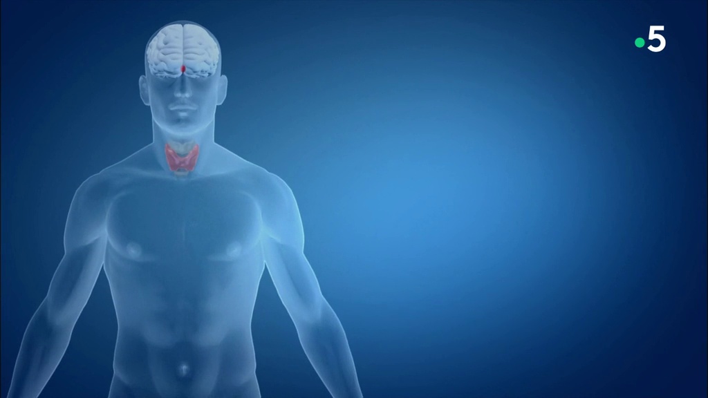 Thyroïde, l’effet papillon