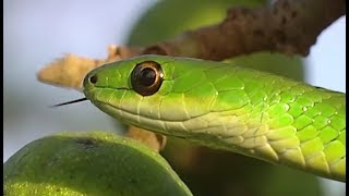 Conflits dans la nature - Conflits autour d'un arbre