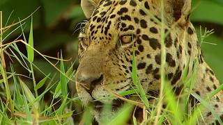 Conflits dans la nature - Conflits dans la Jungle