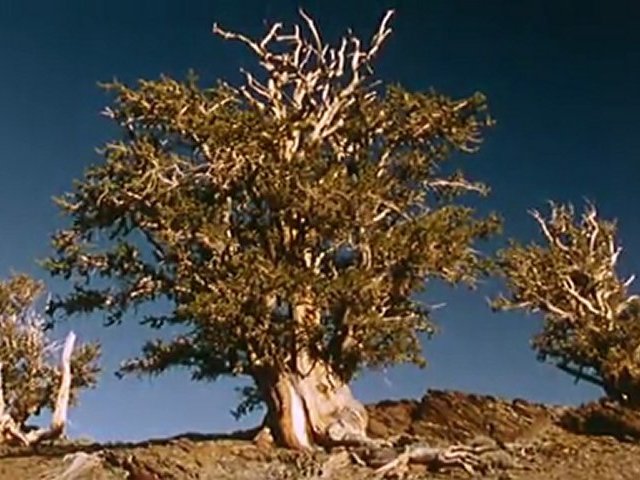 Documentaire Arbres – Baobab