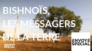Bishnoïs, les messagers de la Terre