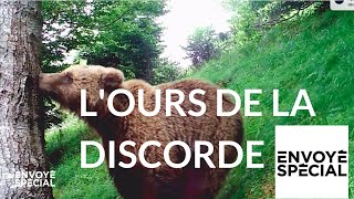 L’ours de la discorde
