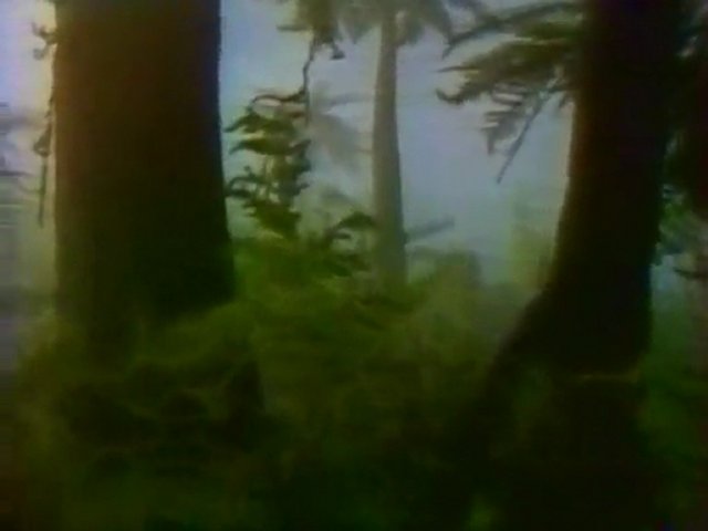 Documentaire La grande forêt