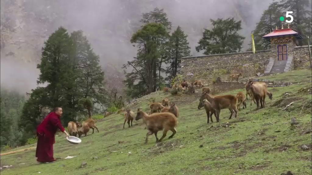 Manaslu, royaume fragile de l'Himalaya