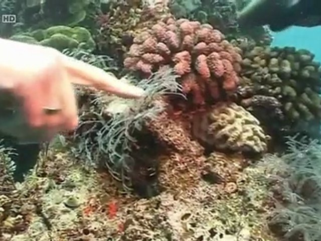 Australie, continent venimeux