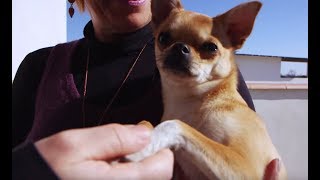 Nos animaux de compagnie sont en danger !