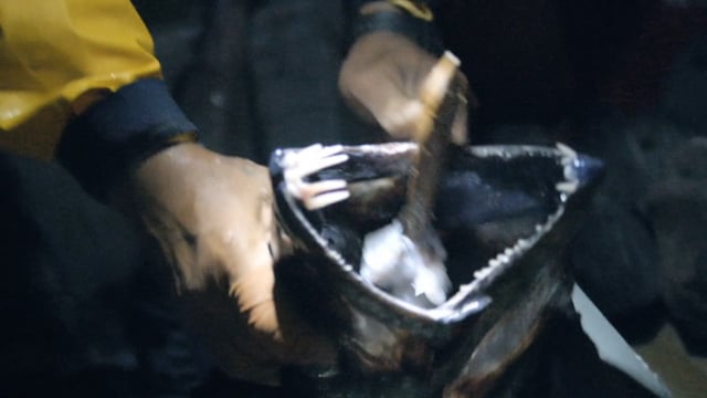 Pêcher n'est pas jouer