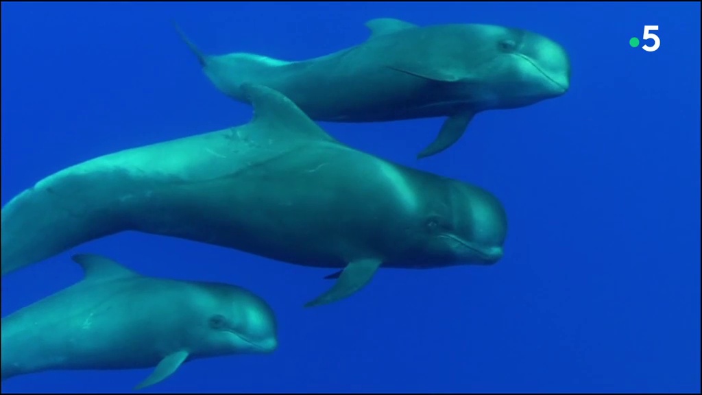 Plongée avec les baleines-pilotes