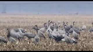 Documentaire Sauvaginiers en gironde