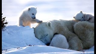Au pays de l’ours blanc