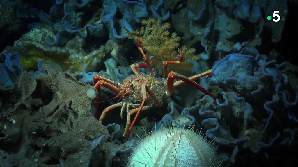 Documentaire Cap sur l’Atlantique – Les entrailles de l’océan