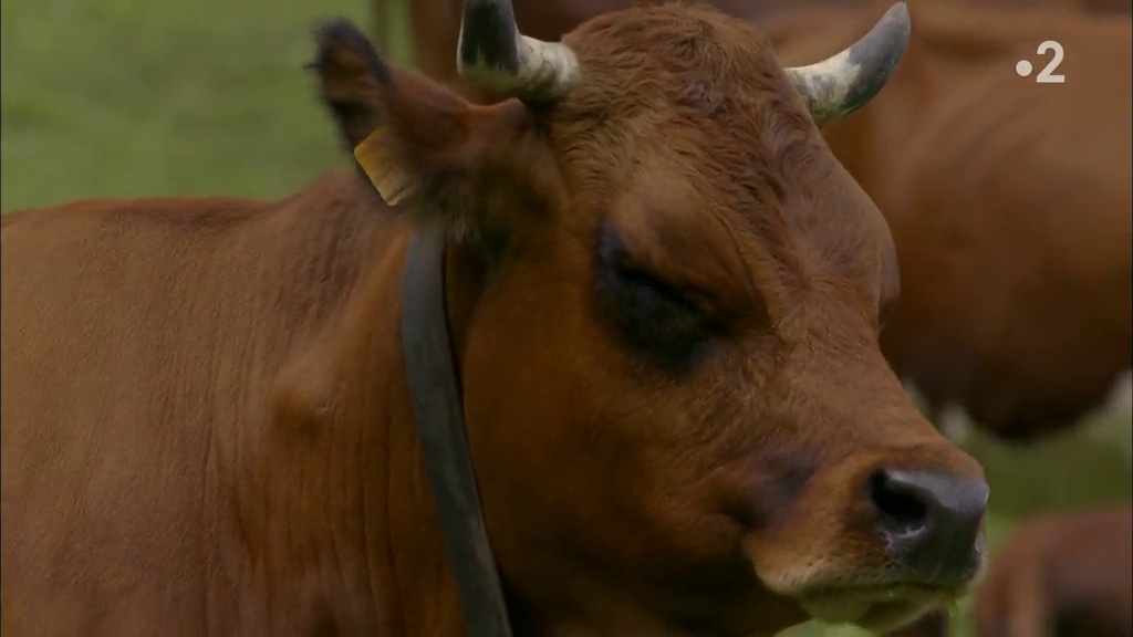 Documentaire Grandeurs Nature – Au bonheur des vaches