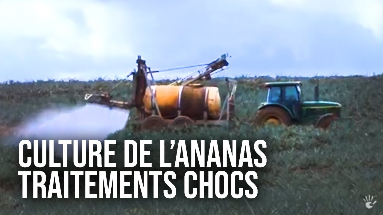 Documentaire L’ananas : une success story inégalée !