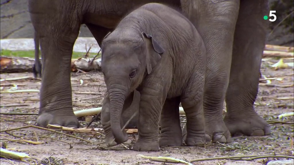 Documentaire L’école des bébés animaux : cours de trompe pour éléphanteau