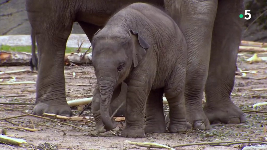 L'école des bébés animaux : cours de trompe pour éléphanteau