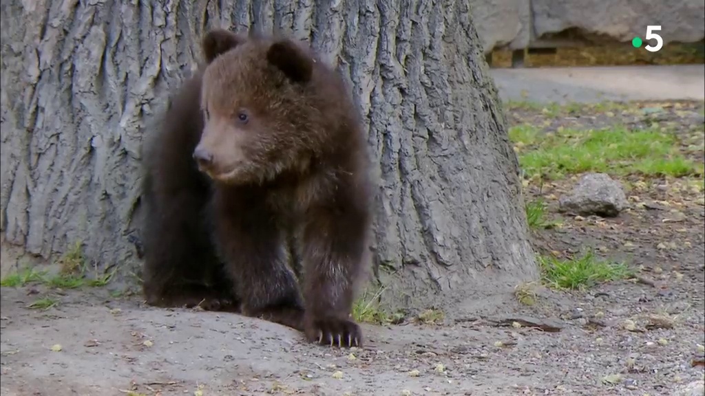 L'école des bébés animaux : les oursons se jettent à l'eau