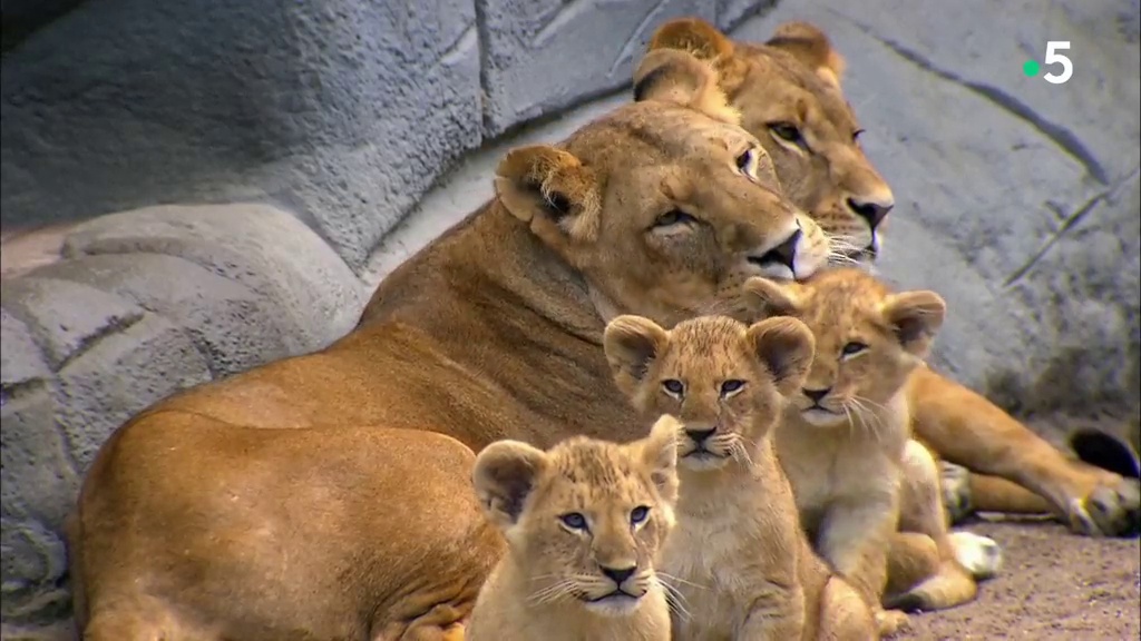 Documentaire L’école des bébés animaux : séance de vaccination chez les lionceaux