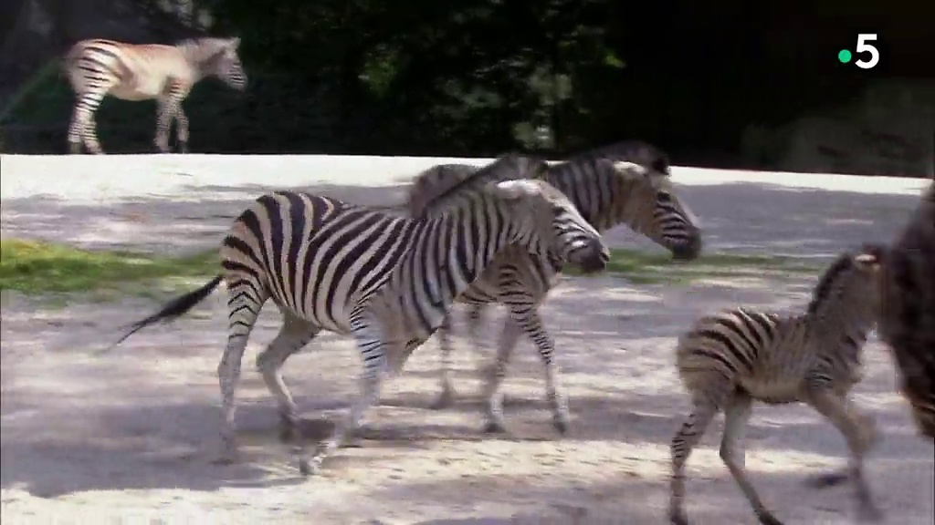 L'école des bébés animaux : bagarre chez les zèbres