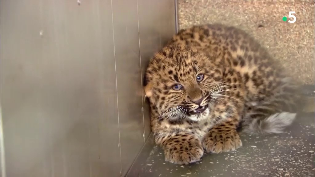 Documentaire L’école des bébés animaux : un vaccin pour les panthères