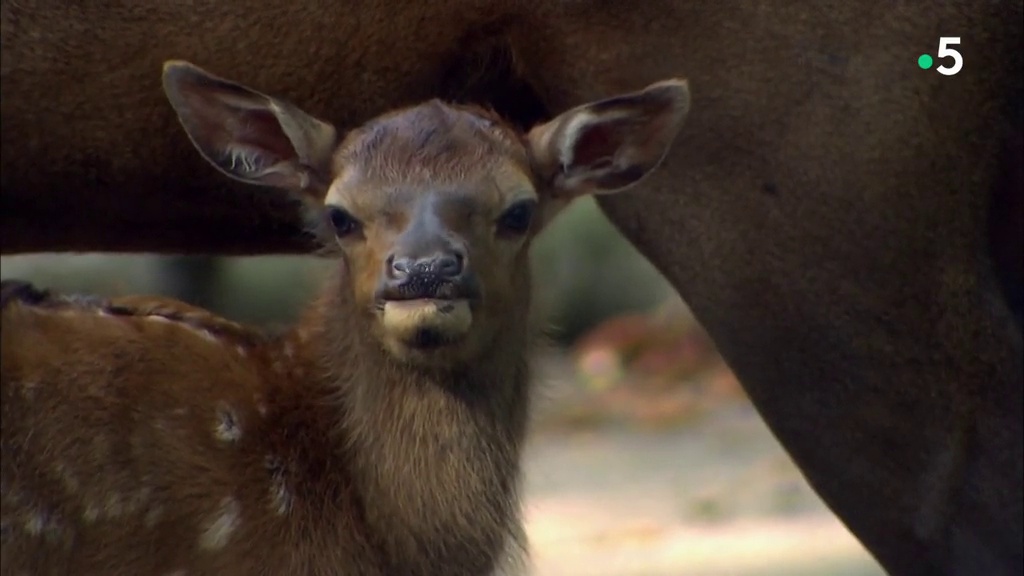 L’école des bébés animaux : la famille wapiti s’agrandit