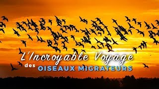 Documentaire Migration, le voyage extraordinaire