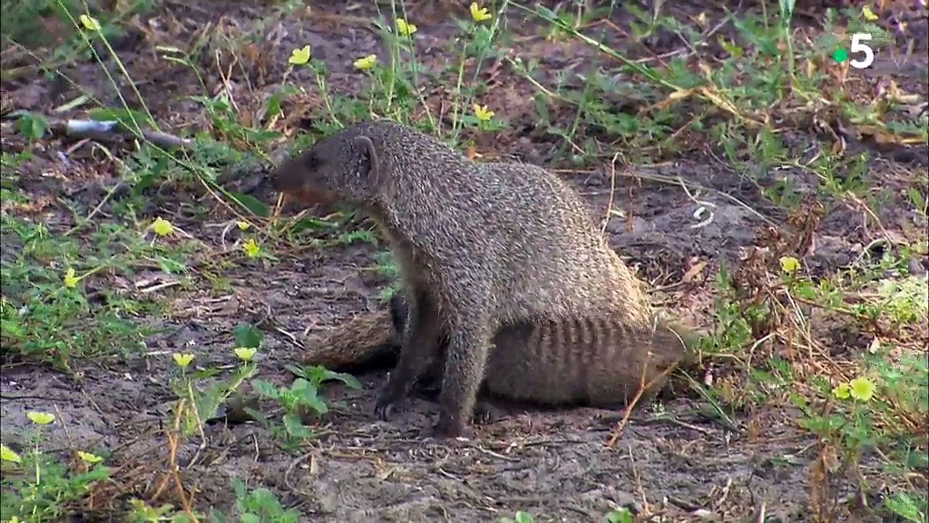 Sur les rives de l'Okavango