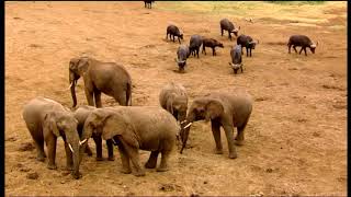 Animaux trop humains - La médecine animale