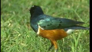 Les oiseaux de la vallée du Rift
