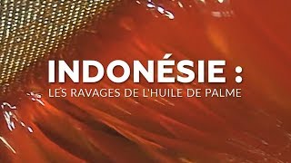 Indonésie : les ravages de l'huile de palme