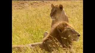 Le gardien des lions – Kenya, réserve Maasaï Mara
