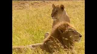 Documentaire Le gardien des lions – Kenya, réserve Maasaï Mara