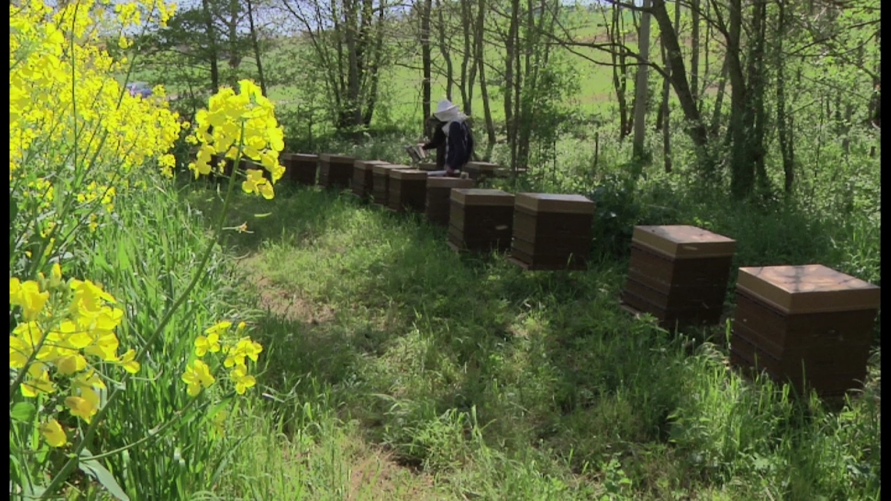 Les ruchers de Saint-Joseph