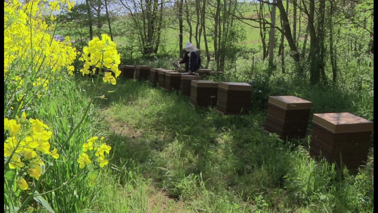 Documentaire Les ruchers de Saint-Joseph