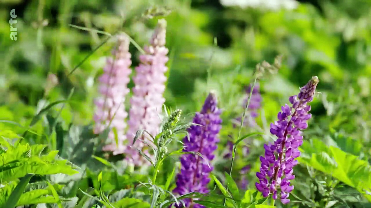 Documentaire Les paradis naturels de Russie