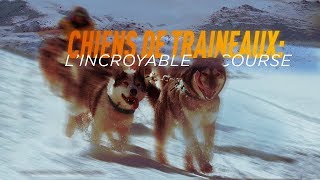 Chiens de traîneaux : l’incroyable course