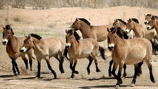 Documentaire A la découverte du lointain Xinjiang (3/11)