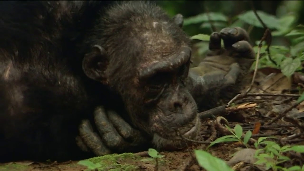 Documentaire Animaux trop humains – Culture animale