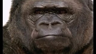 Animaux trop humains - Langage animal