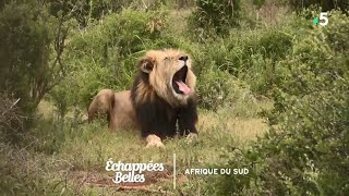 Documentaire Échappées belles – Destination Afrique du Sud