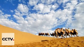 Dunhuang：à la recherche d’espèces menacées