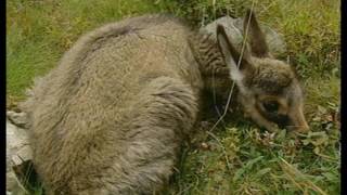 Grandeur Nature - Faune sauvage en danger