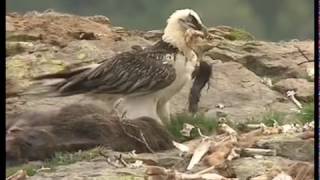 Grandeur Nature - Le plateau du Coscione et son écosystème