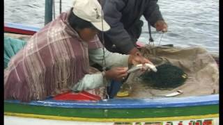Grandeur Nature - Les poissons prédateurs de la rivière