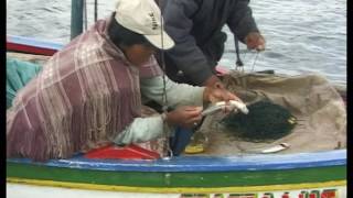 Documentaire Grandeur Nature – Les poissons prédateurs de la rivière