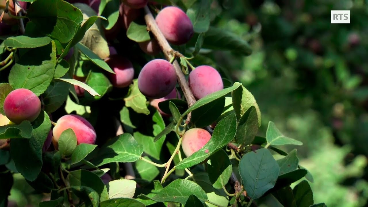 Documentaire La Damassine, fleur d’Ajoie ou la mystérieuse origine d’une délicieuse petite prune