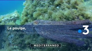 Documentaire L’histoire du poulpe sous toutes ses formes